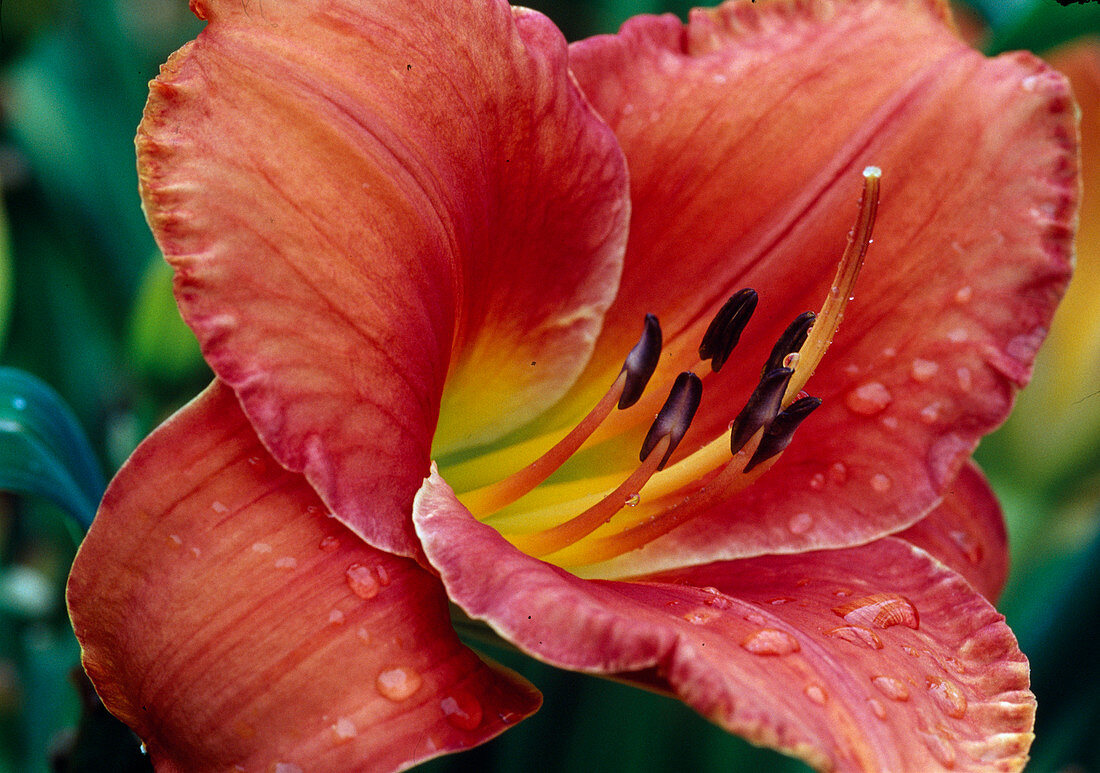 Hemerocallis siloam 'Red Ruby'