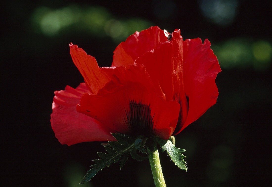 Papaver orientale (Poppy)