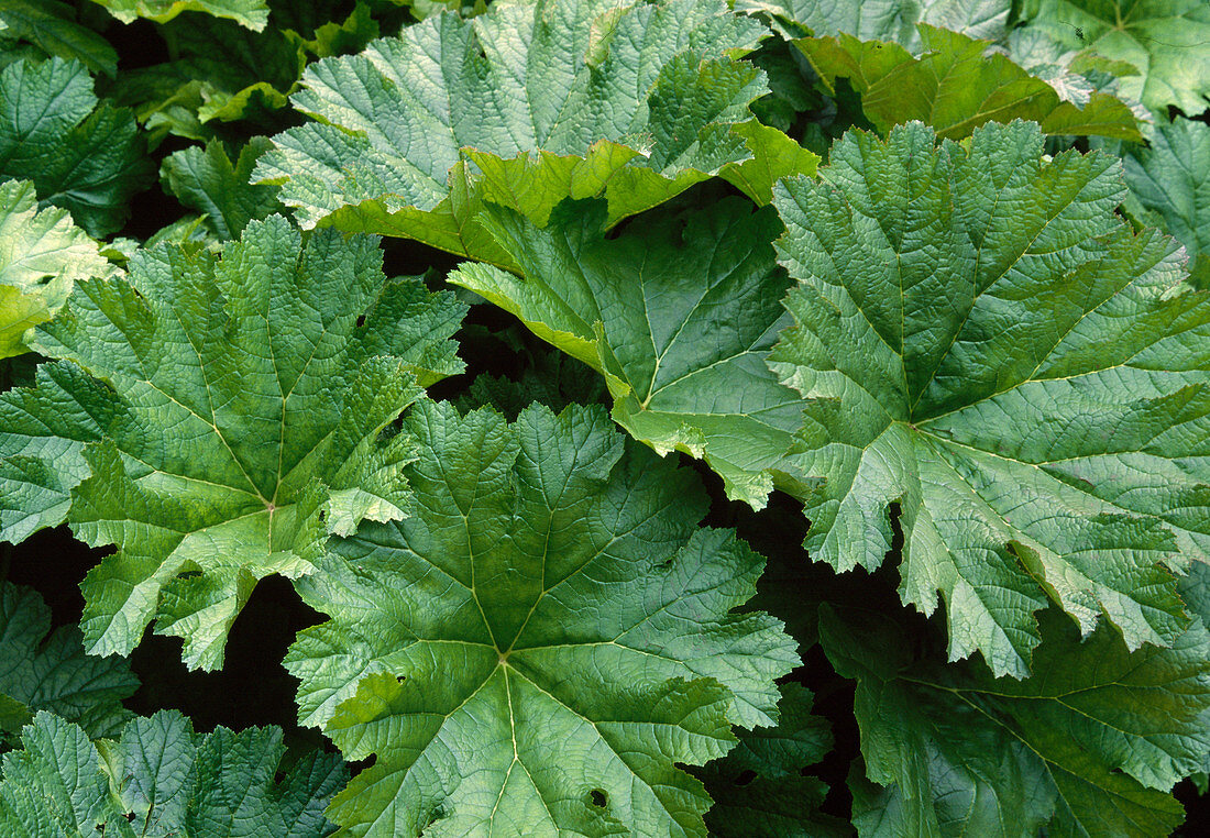 Peltiphyllum peltatum syn. Darmera peltata (Schildblatt)