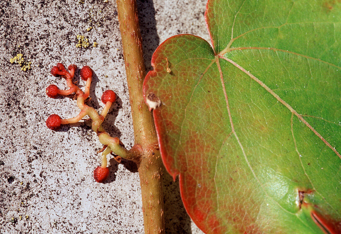 Parthenocissus tricuspidata 'Veitchii' (Wilder Wein) hält sich mit Saugnäpfen, Haftorganen an der Wand fest