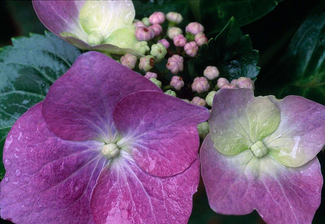 Hydrangea Macrophylla, Hortensie, Teller Violett