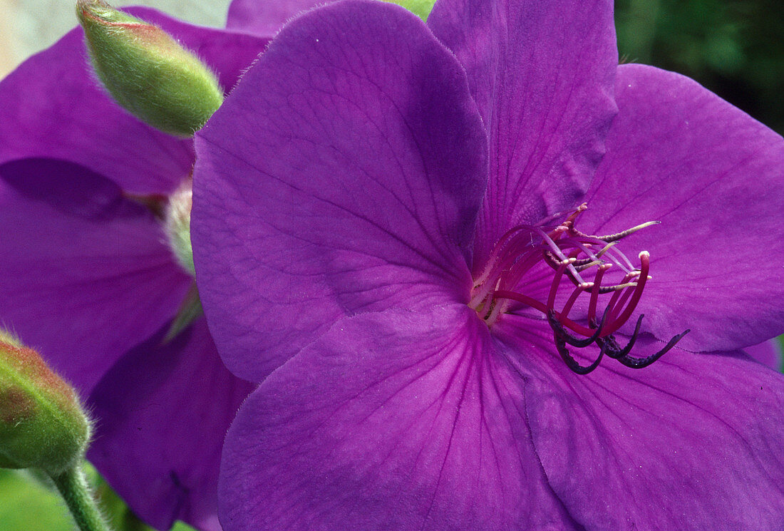 Tibouchina urvilleana (princess flower), flower 00