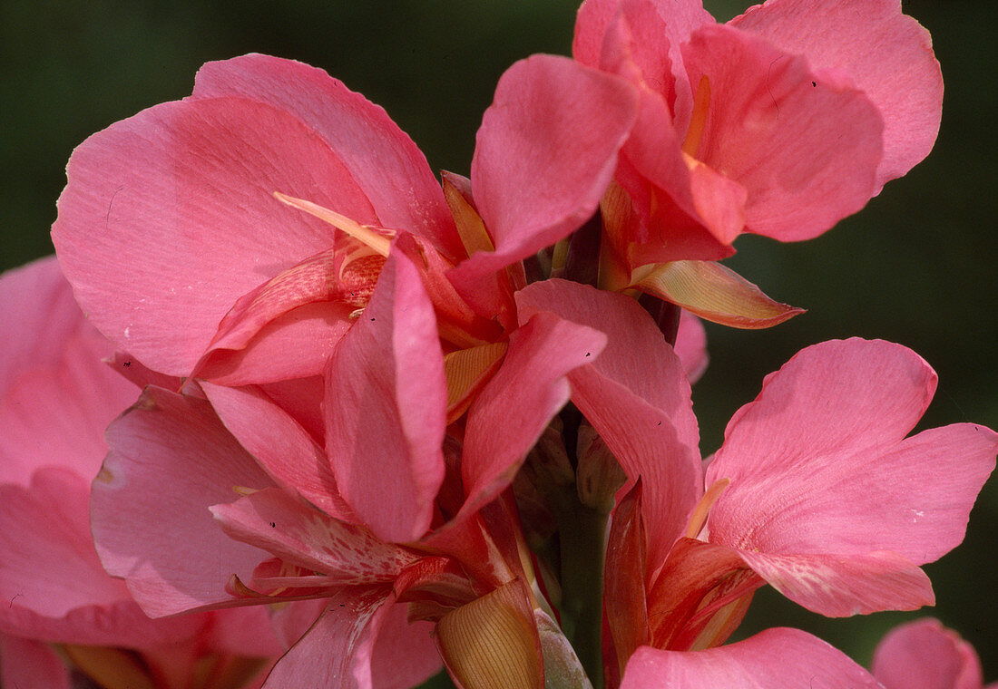 Indisches Blumenrohr (Canna indica) 'Tirol'