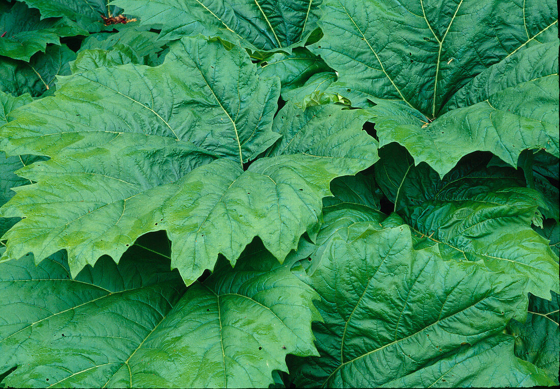 Rheum palmatum tanguticum (Zier-Rhabarber)