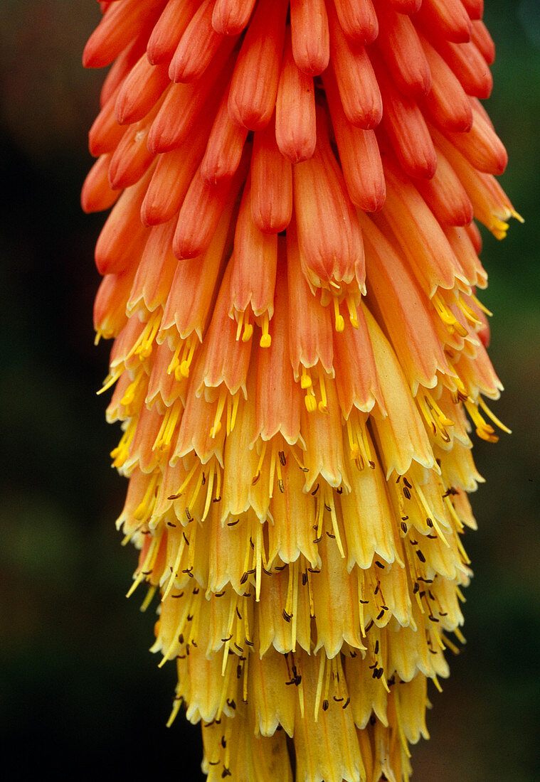 Kniphofia hybr. 'Indian Bl.' 00.00