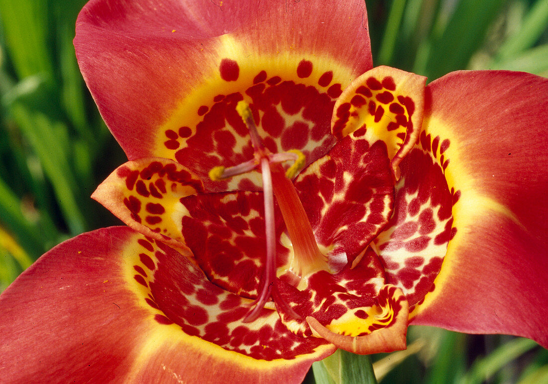 Tigridia pavonia 'Speciosa' (Tiger flower) BL. 00.00