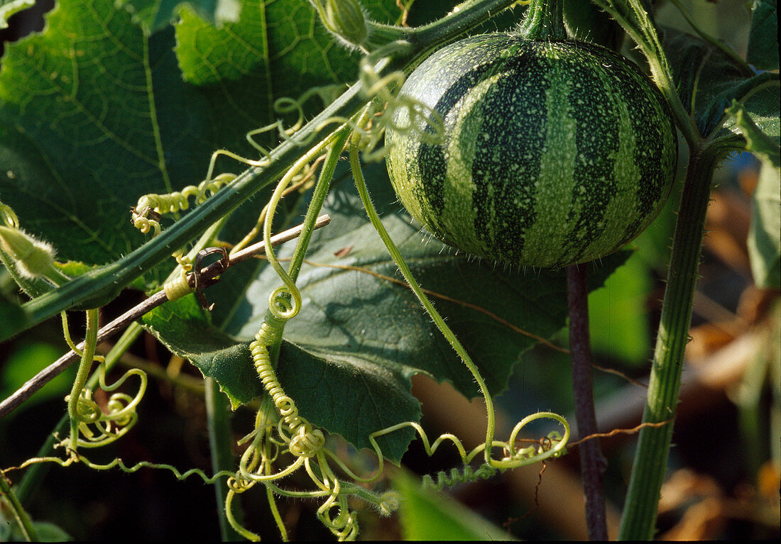 Kürbis (Cucurbita) klettert mit Ranken