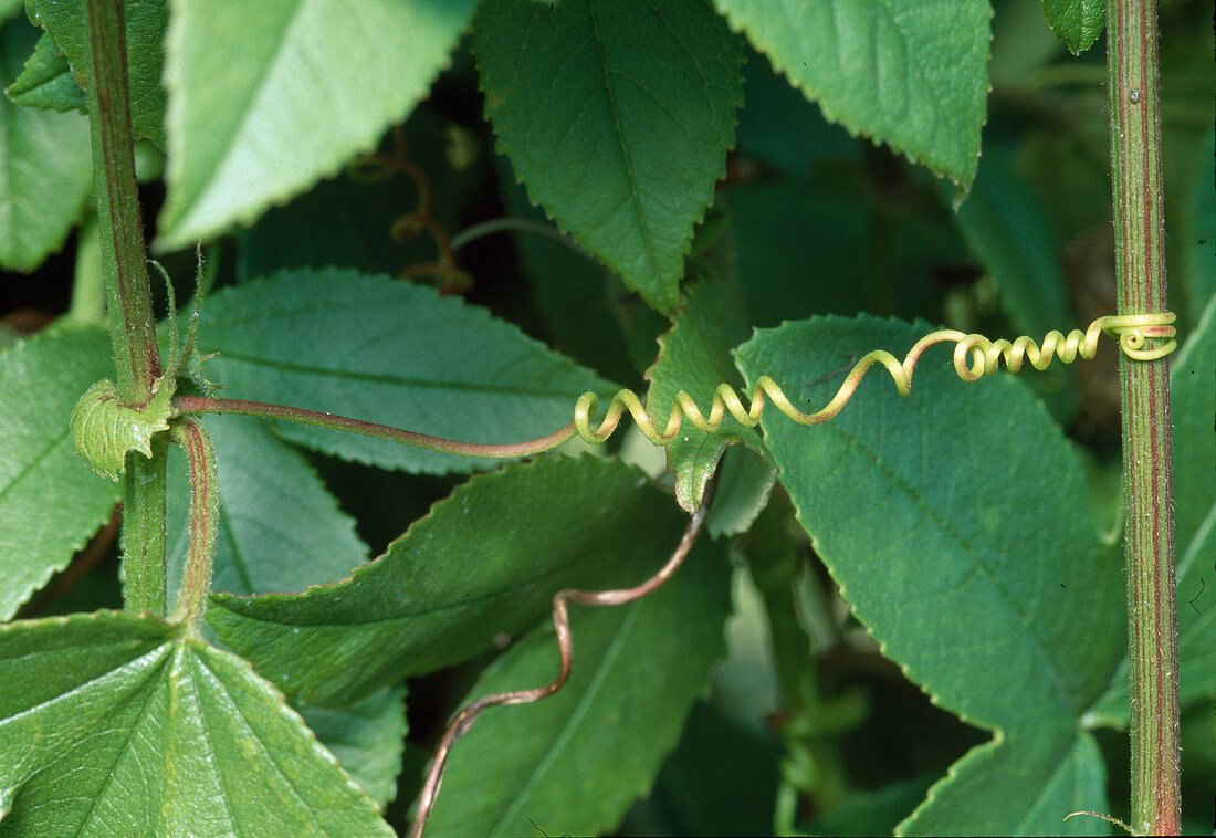 Passiflora Tripartita Mollissima