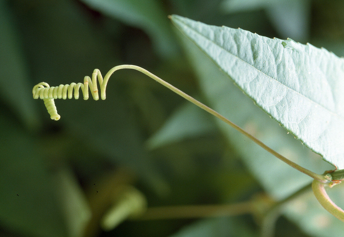 Passiflora caerulea 