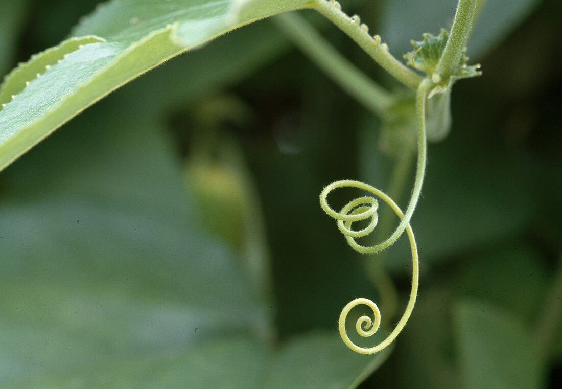 Rank of Passiflora (Passion Flower) 