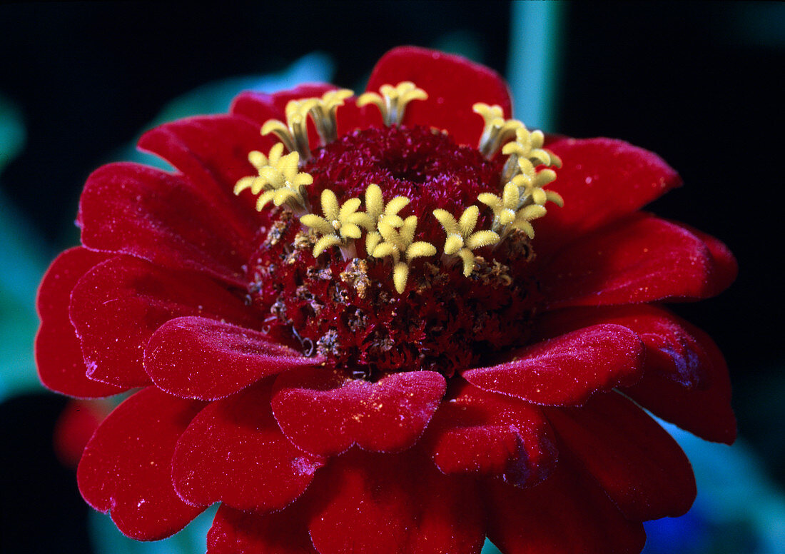 Zinnia hybr. 'Oklahoma Scarlet' 