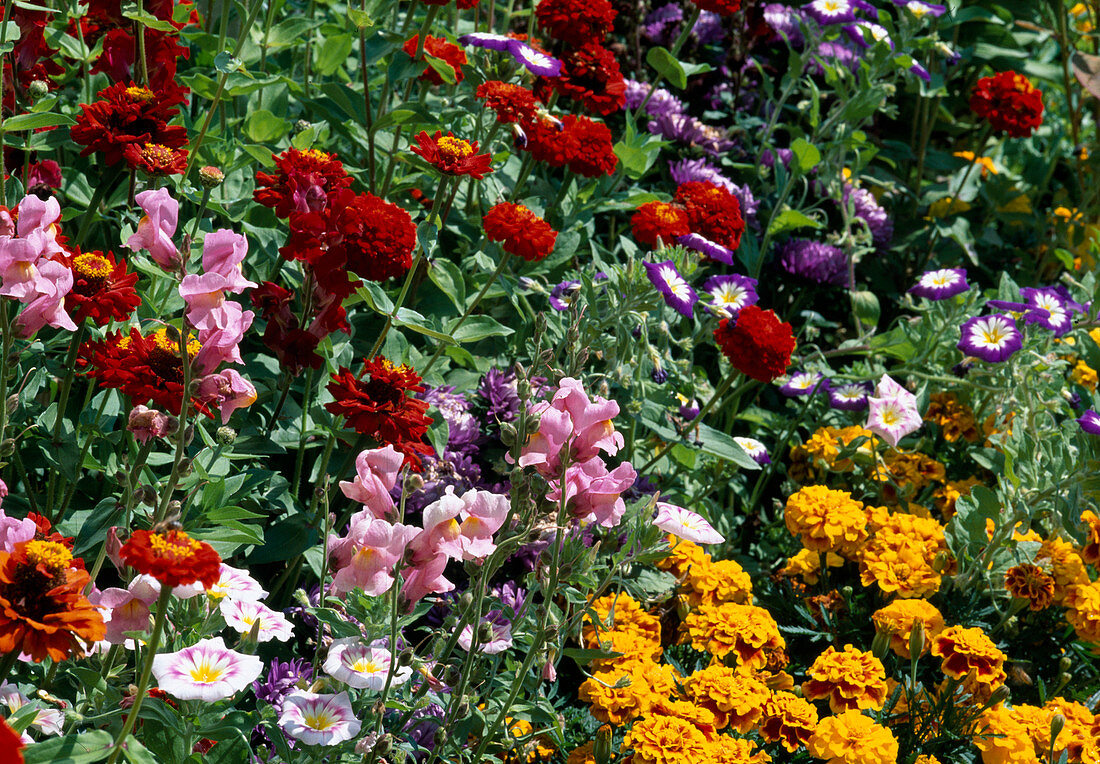 Zinnia elegans (zinnias), Tagetes (marigolds), Antirrhinum (snapdragons) and Convolvulus tricolor (tricolour bindweed)