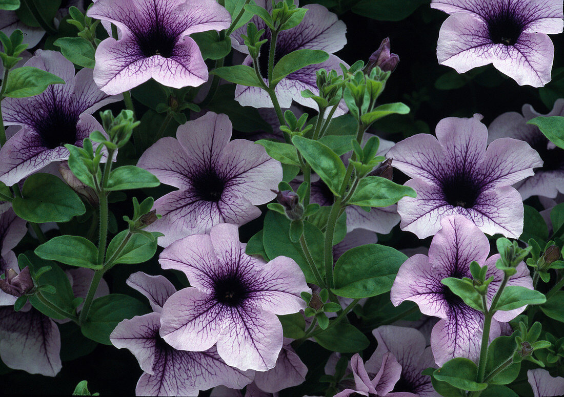 Petunia - Hybr. Surfinia 'Blue Vein' BL.00