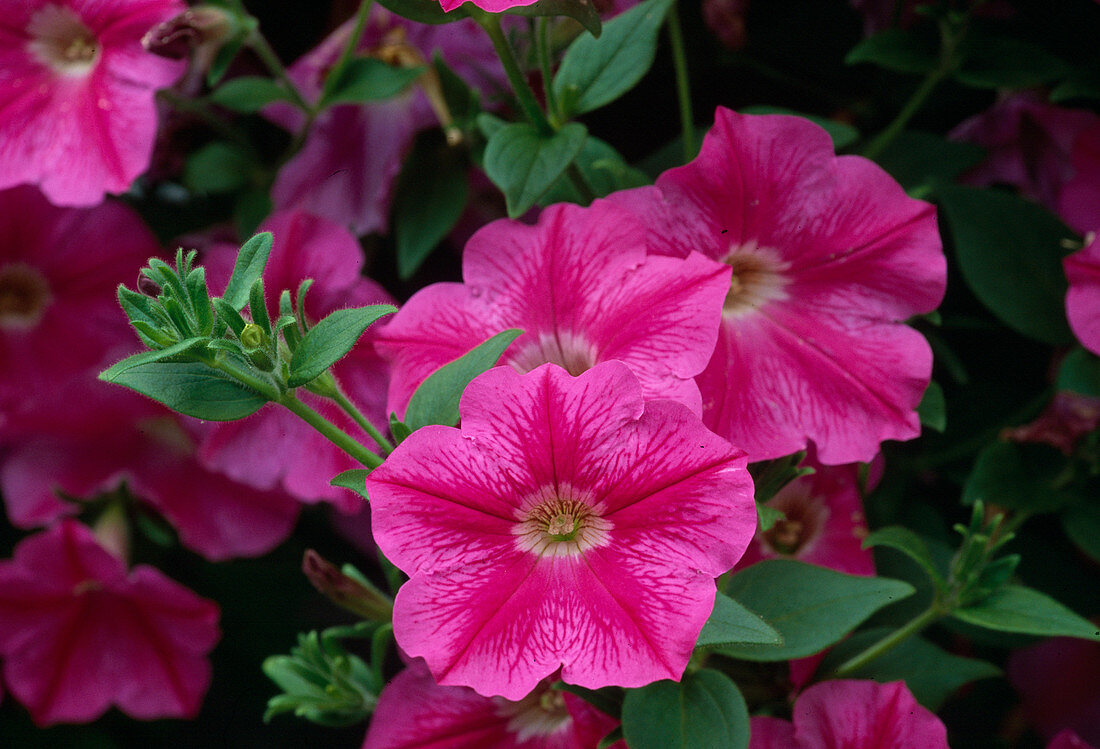 Petunia - Hybr. Surfinia 'Hot Pink' Bl. 00