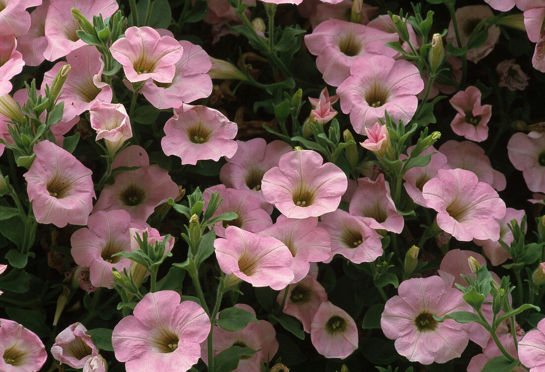 Petunia hybrid Surfinia Soft Pink Bl.00