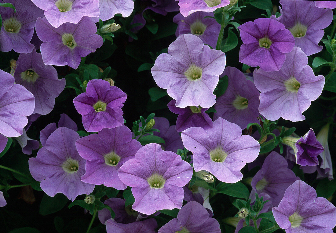 Petunia hybrid Surfinia Sky Blue Bl.00