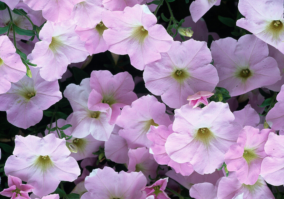 Petunia hybrid Surfinia Pearly Wave Bl.00