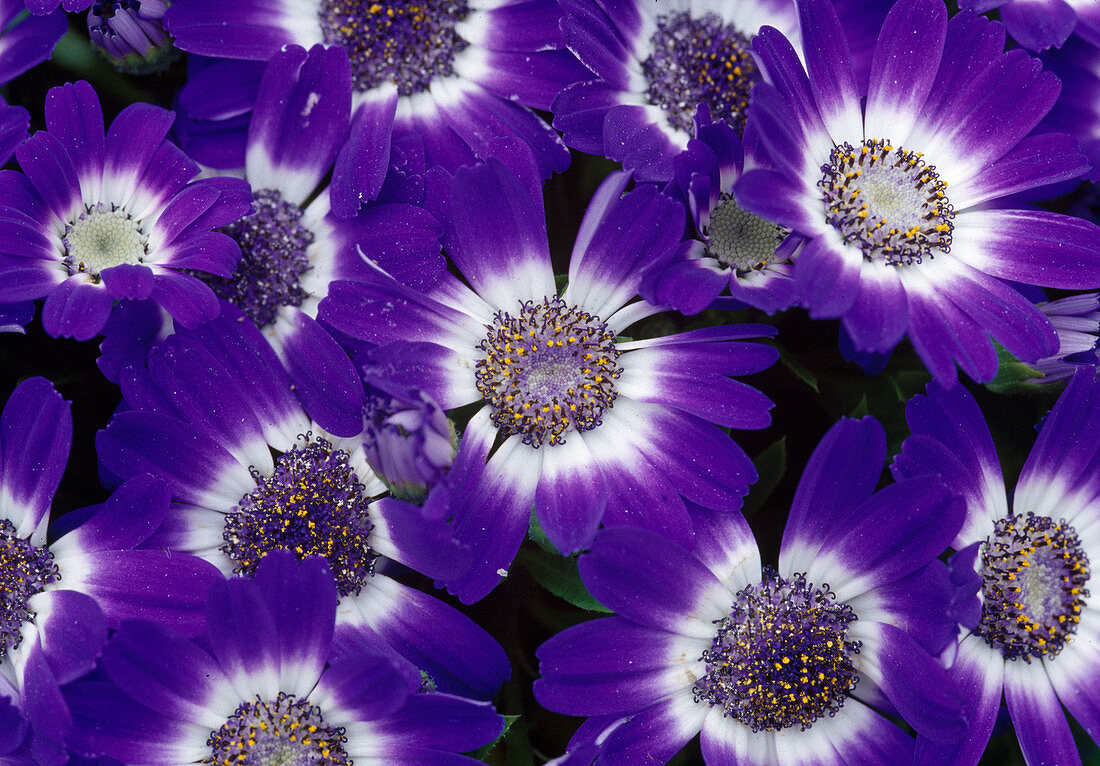 Cineraria senecio cruentus