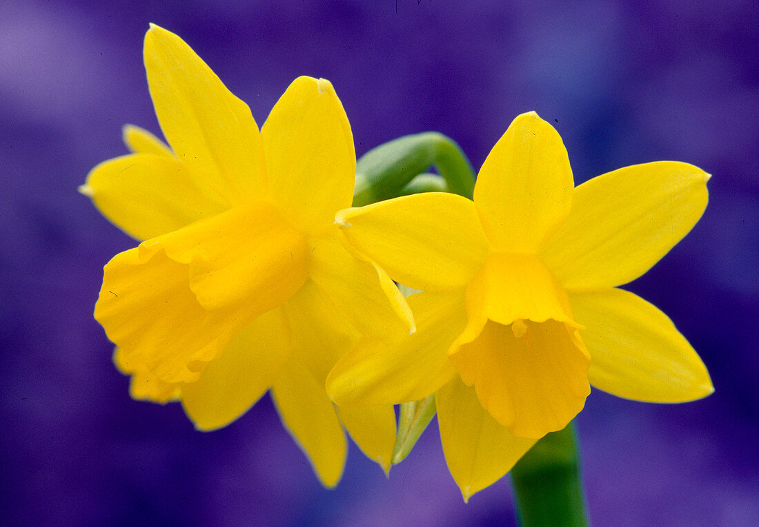 Narcissus 'Tete-a-Tete' (Narzissen) 