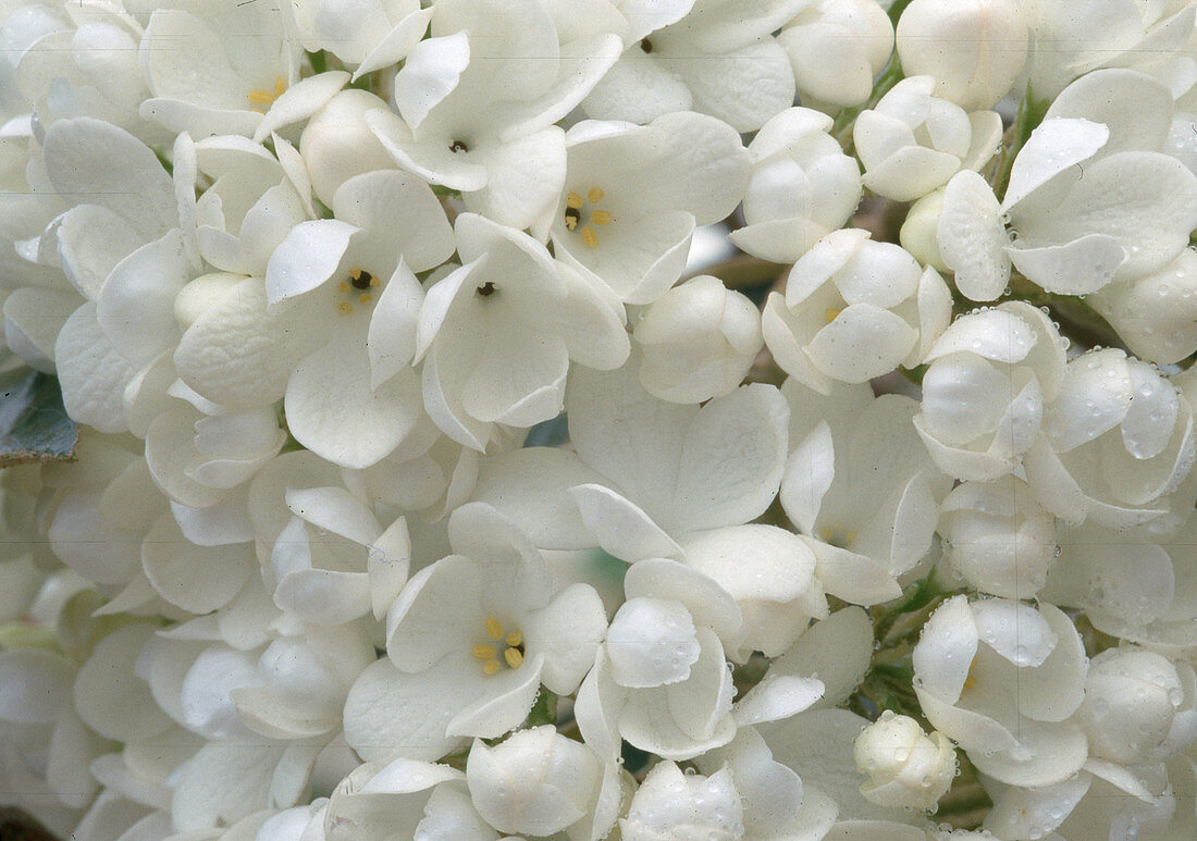 Viburnum 'Eskimo'