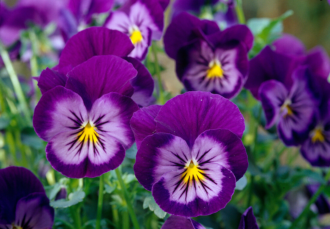 Viola wittrockiana 'Lavender Blue' (Stiefmütterchen)