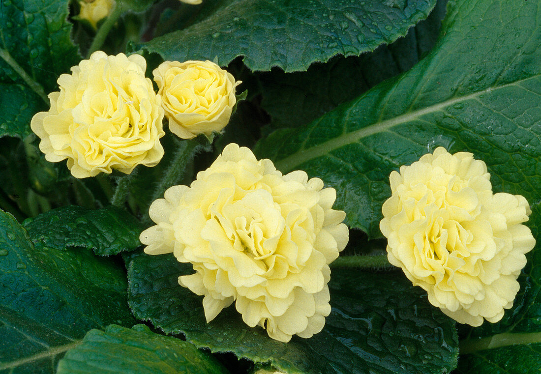 Primula Belarina 'Buttercup Yellow' (Gefuellte Primel) Bl. 00