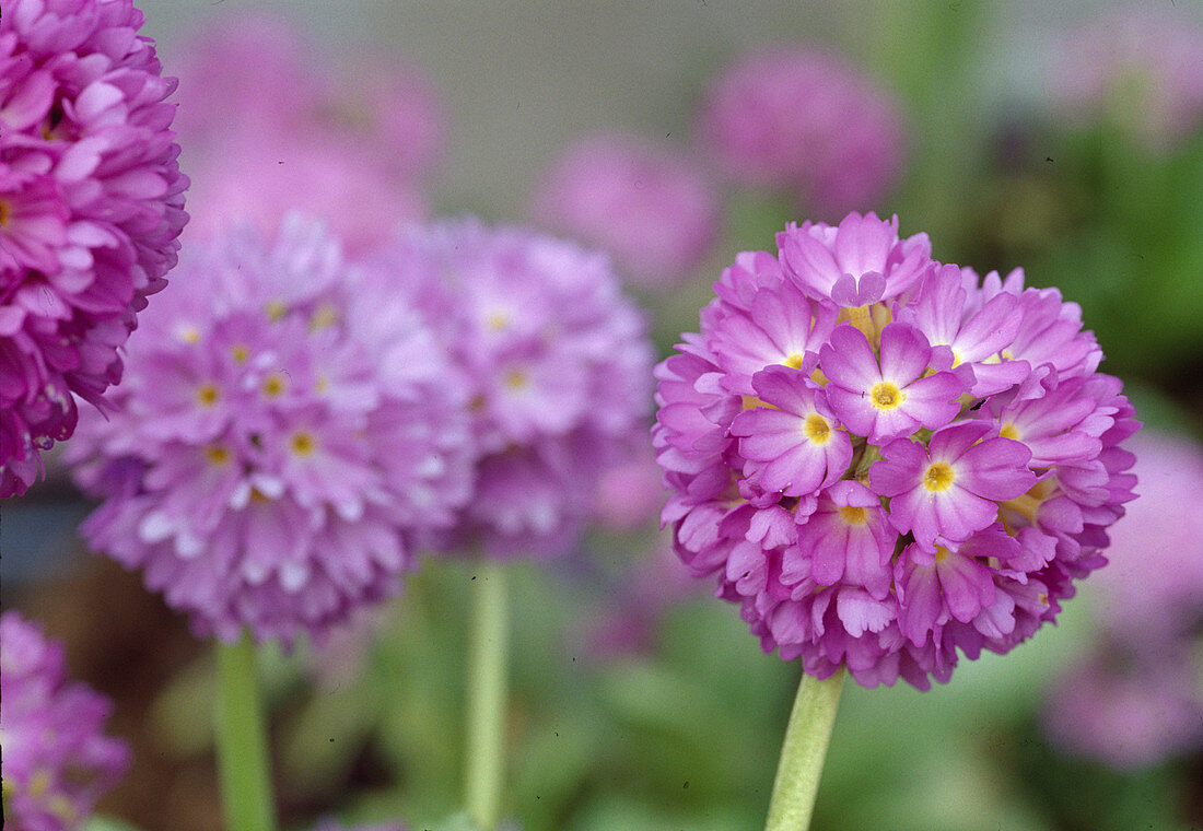 Primula denticulata Kugelprimel Bl 00