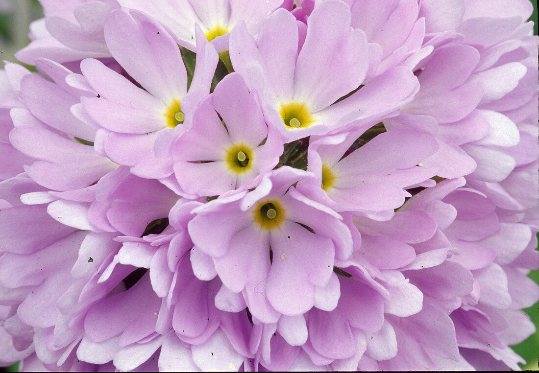 Primula denticulata globe primrose