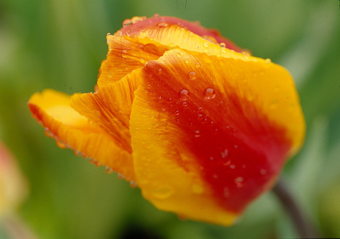 Tulipa 'Apeldoorn's Elite' (Tulpe) Gelb-Rot, 