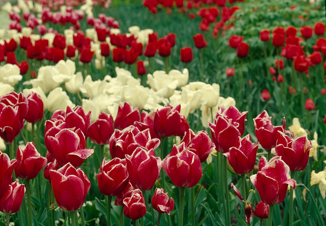 Tulipa 'Stargazer', 'Triumph' (tulips)