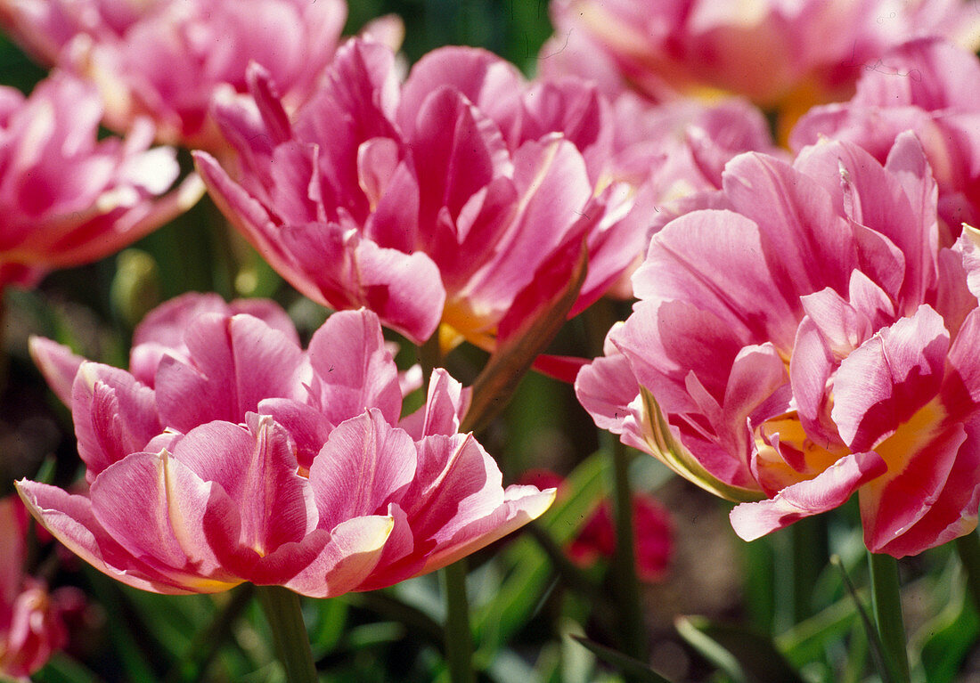 Tulipa 'Peach Blossom' (Gefüllte frühe Tulpe), Bl. 00