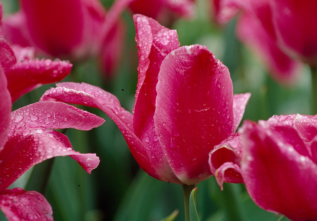 Tulipa 'Triumph', 'Barcelona' (Tulips) BL 00'