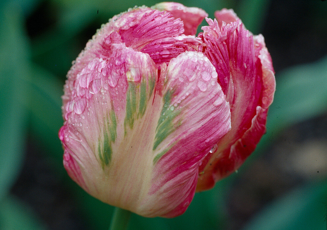 Tulipa Parrot Tulip 'Apricot Parrot' (Parrot Tulip) Bl 00