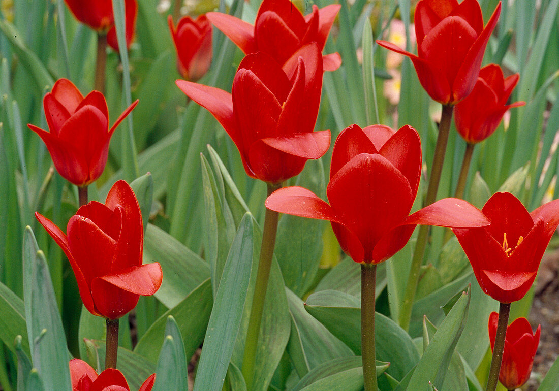 Tulipa kaufmanniana 'Showwinner' (Tulpen), 