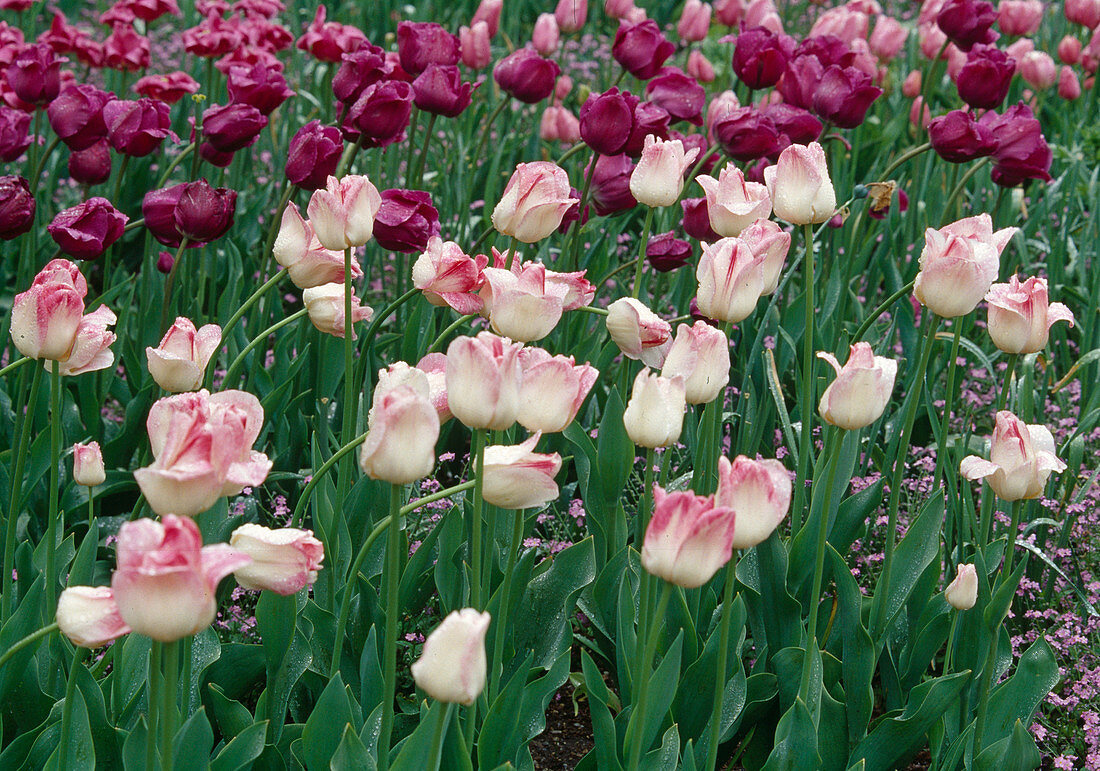 Tulipa Triumph tulip 'Meissen Porcelain' 'Negrita' Bl 00