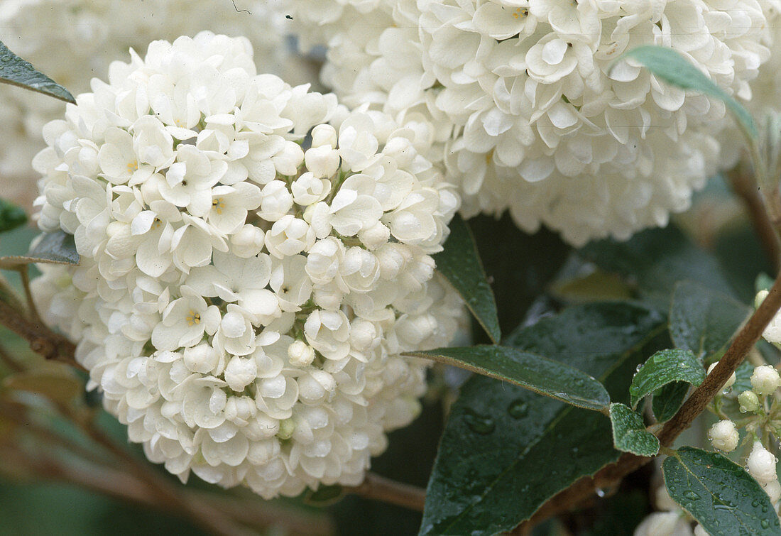 Viburnum 'Eskimo'