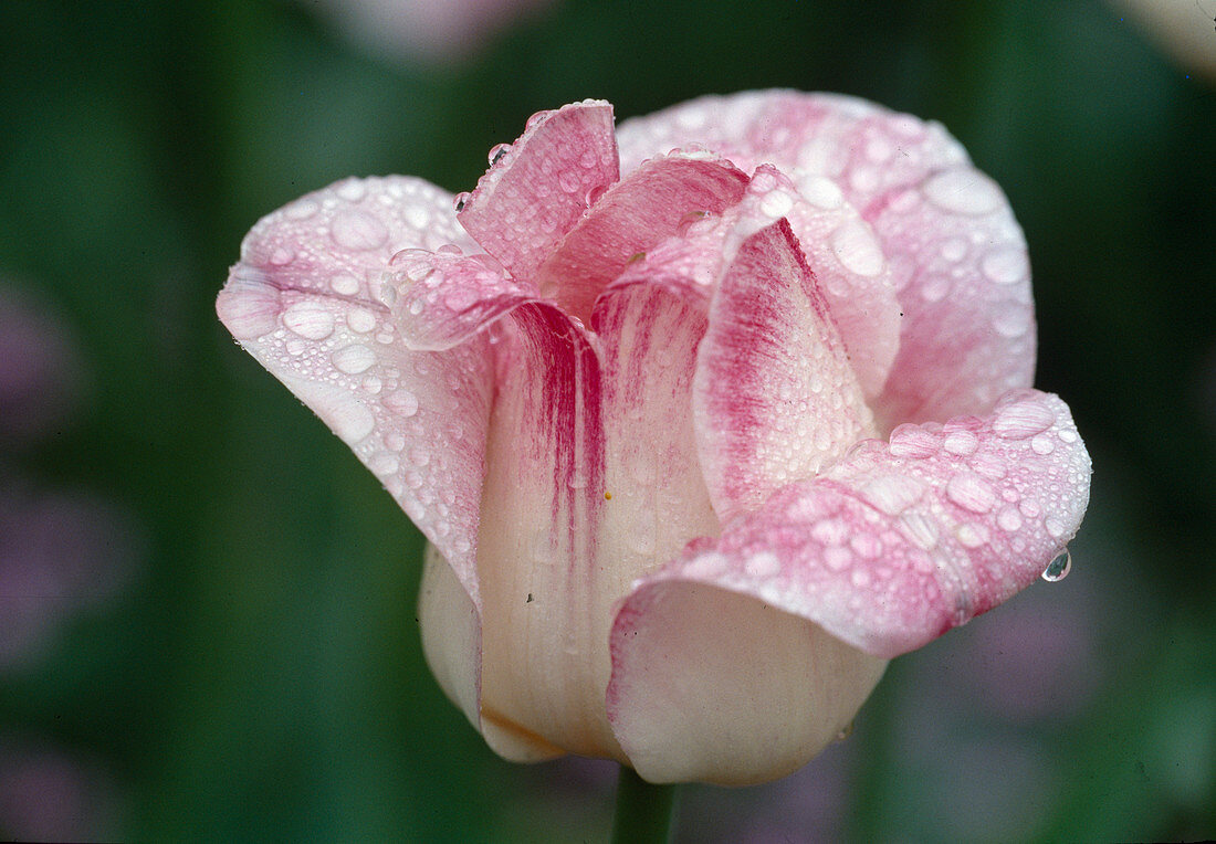 Tulipa Triumph tulip 'Meissner Porzellan' (Porcelain)