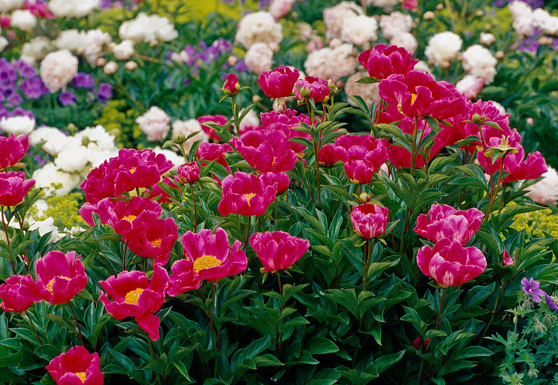 Paeonia lactiflora 'Meissonier' (Peony)