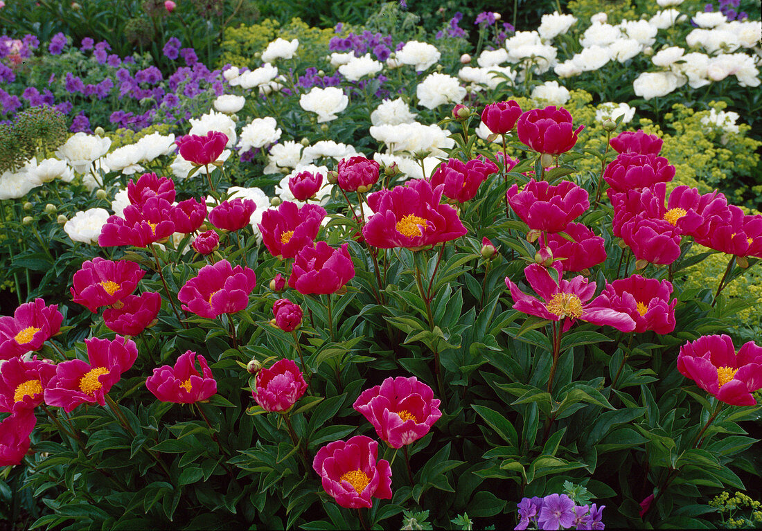 Paeonia lactiflora 'Meissonier' (Peony)