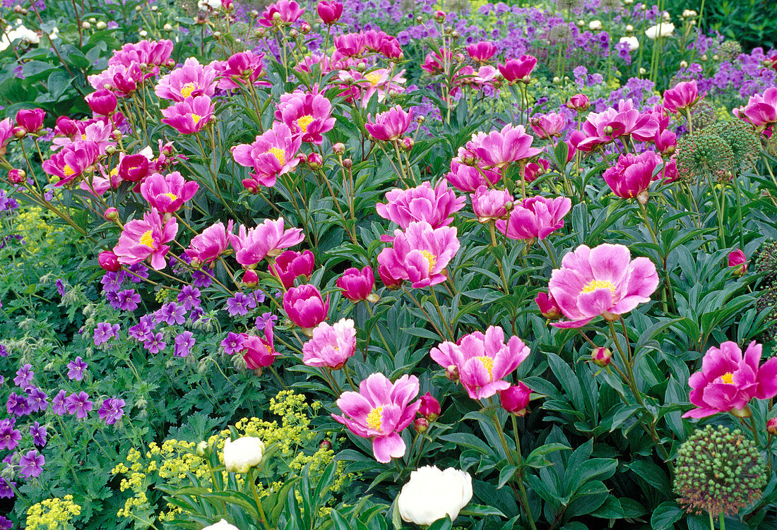 Paeonia lactiflora 'Lady Wolseley' (Pfingstrose) Bl 01