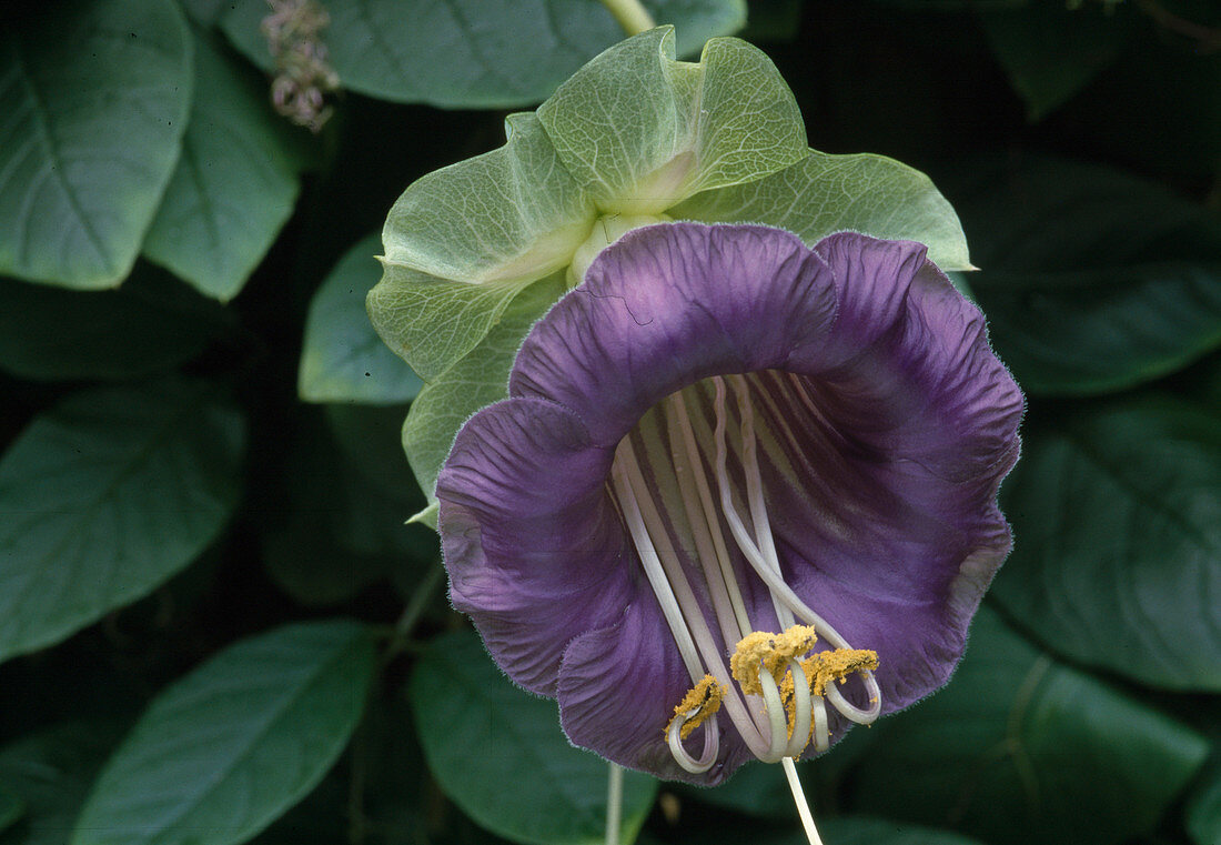 Cobaea scandens / Glockenrebe Bl 00