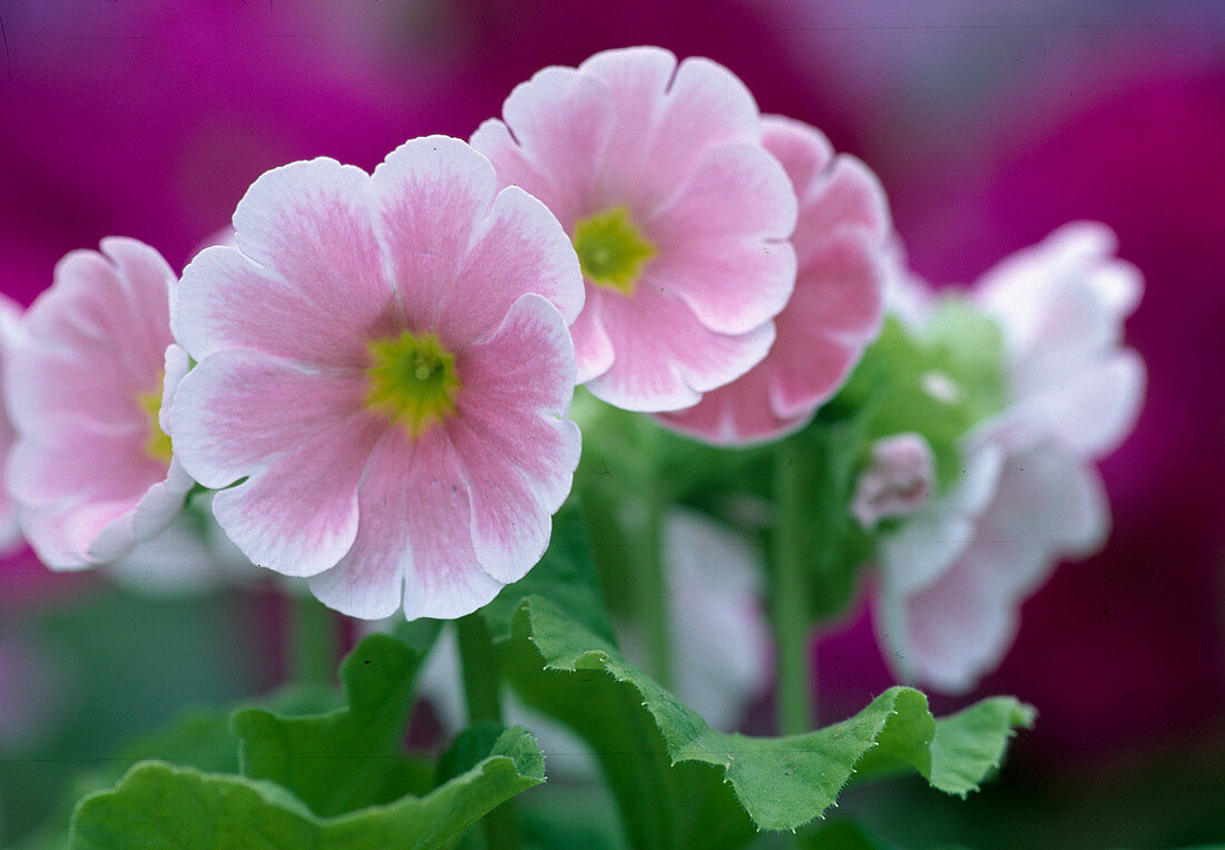 Primula obconica Becherprimel Bl 00