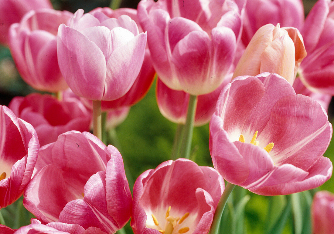 Tulipa 'Rosario', 'Rosa Triumph' (Tulips) Bl. 00-930A