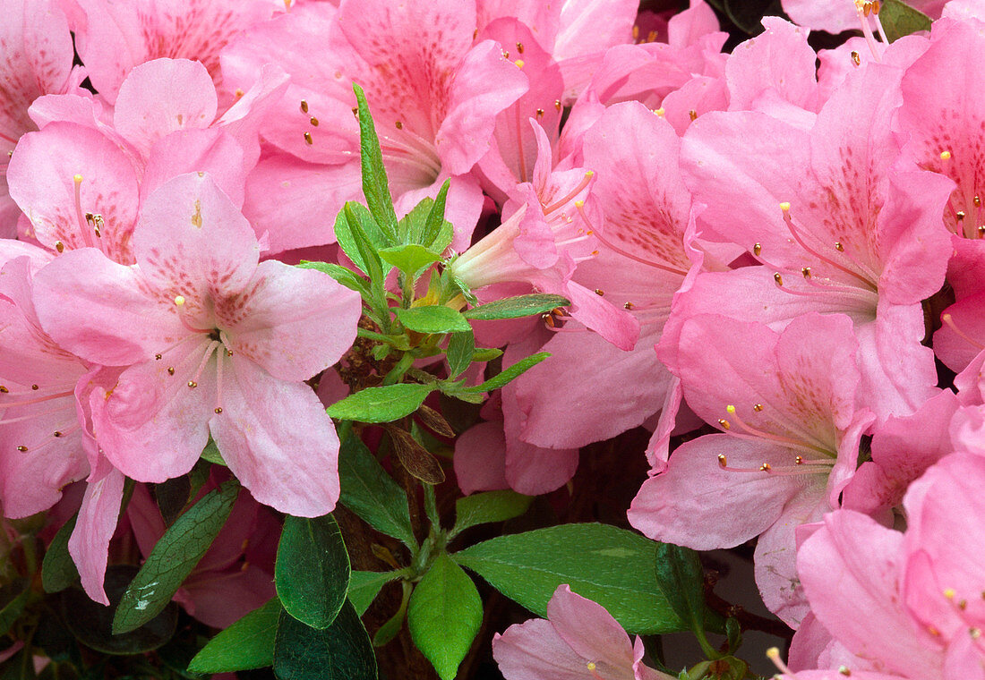 Rhododendron 'Gilbert Mullier' BL 00