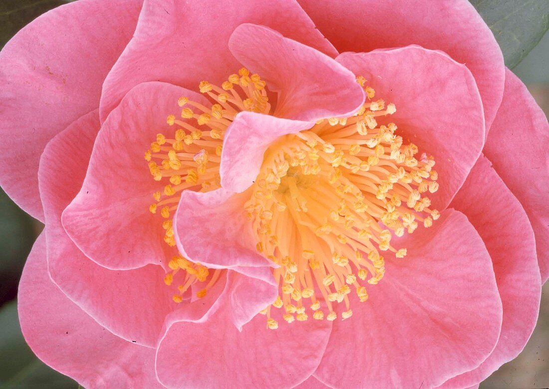 Camellia japonica 'California' Kamelie