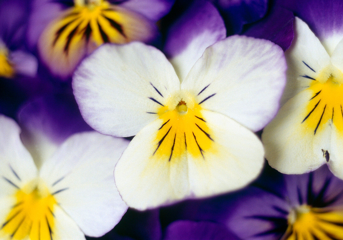Viola cornuta 'Penny Jump Up' (Horned violet) Bl.01