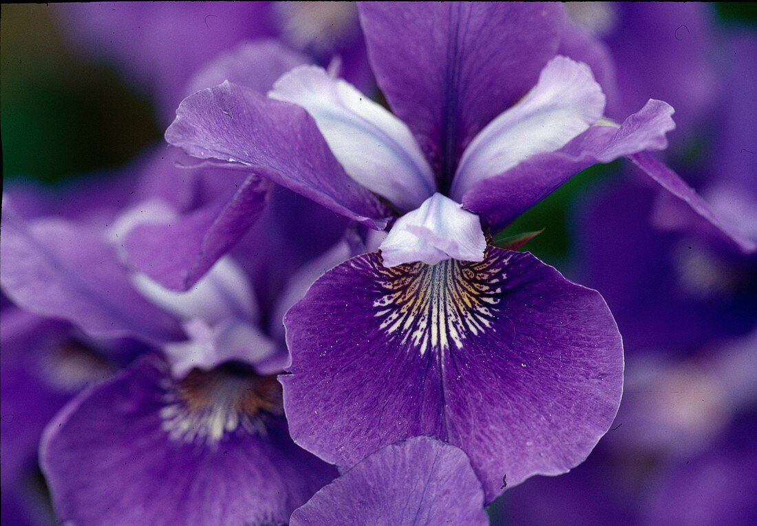 Iris sibirica 'Ruth Eicke' (Siberian Iris)
