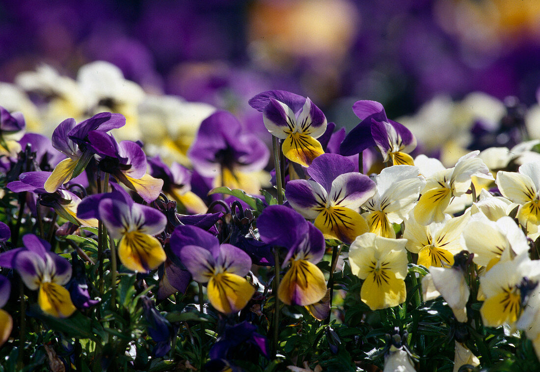 Viola cornuta 'Penny Lane Mix' (Horned violet)
