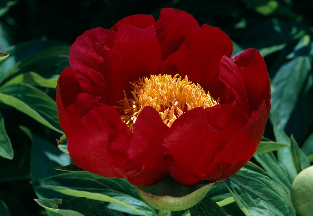 Paeonia lactiflora 'Red Glory' (Peony) BL01