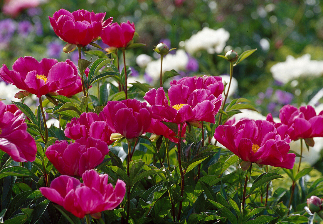 Paeonia lactiflora 'Meissonier' (Peony) Bl 01